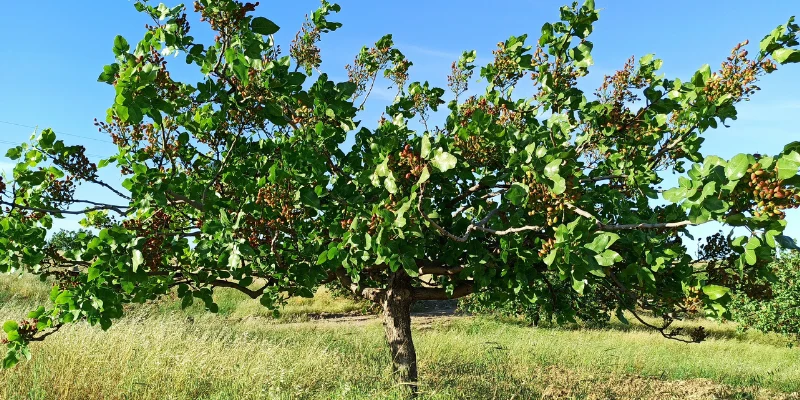 آبیاری قطره ای درخت پسته